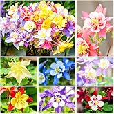 2000+ Mix Columbine Flower Seeds - Perennial Aquilegia Wildflower, Vibrant Multicolor Blend, Attracts Hummingbirds &amp; Bees, Ideal for Shade Gardens &amp; Cottage Landscapes for Home Gardeners