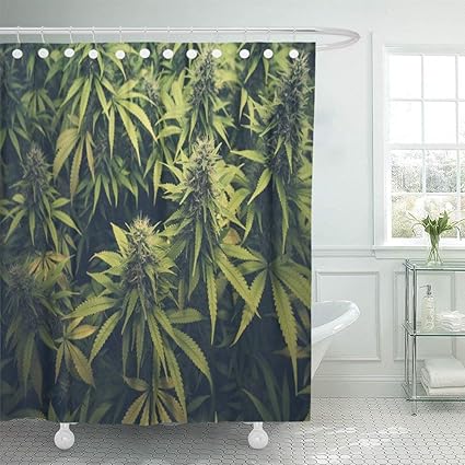 Weneoo La Douchegordijn Polyester Print 60 W X72 L Inch Groen Wiet Cannabis Bud Marihuana Planten Marihuana Sativa Hennep Indica Groeien Boerderij Badkamer Amazon Nl