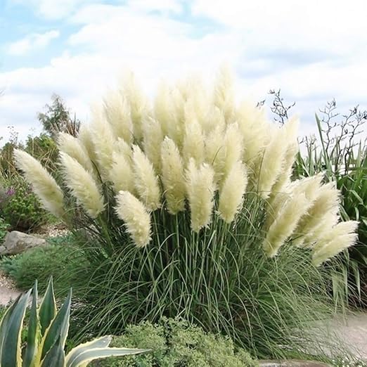 Amazon Com Liaoti Pampas Grass Ornamental Perennial Grass Seed Rare Impressive Ornamental Colorful Inflorescense House Garden 200 Seeds Home Kitchen