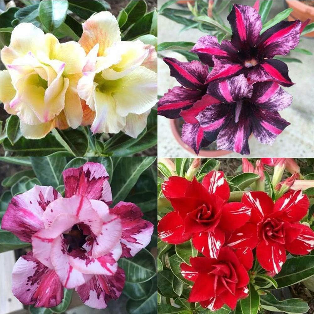ocijf179 20Pcs Adenium Obesum Desert Rose Seeds Flower Plant Bonsai Office Garden Decor,Suitable Kitchen,Balcony,Living Room,Garden Decoration 3# Desert Rose Seeds