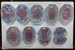 Teaching Model Tools,Cell Enlargement of 10,000X