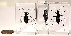 44mm Real Indonesian Tiger Beetle in Crystal Clear