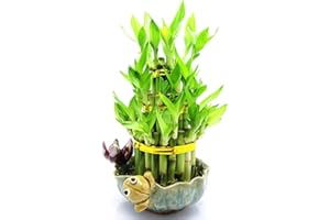 9GreenBox - Lucky Bamboo - Frog and Lotus