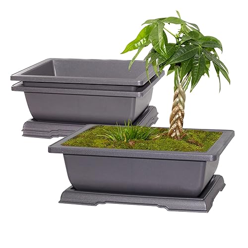 dracaena sol Dracaena 'Sol' staggered cane 12