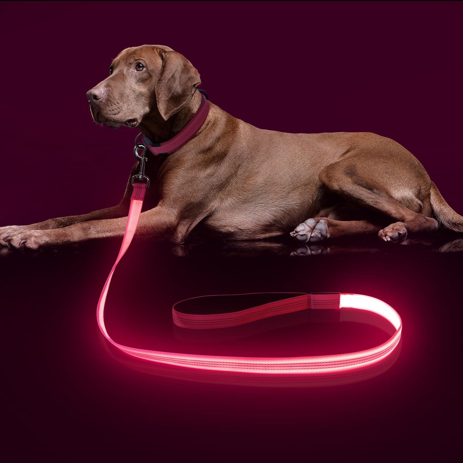 Colaseeme LED Dog Lead Light Up - 4 Feet, Micro USB Rechargeable, Nylon Webbing Glow Safety Standard Dog Leash (Pink, 120 cm) — image 1