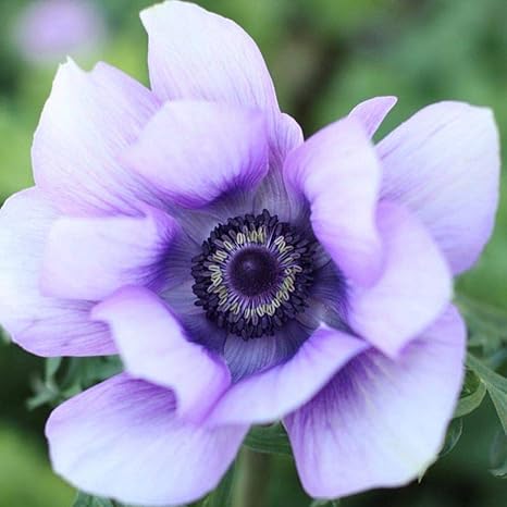 Amazon アネモネ 球根 春と秋の素晴らしい庭の花で 物を形成することができます アネモネ 球根 紫の 18球根 花