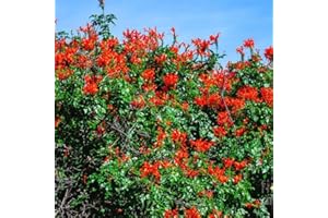 AVERAR Red Honeysuckle Live Plant in 4 Inc Pot, Red Honeysuckle Plant Live, Honeysuckle Vine Bush for Planting, Bush Honeysuckle