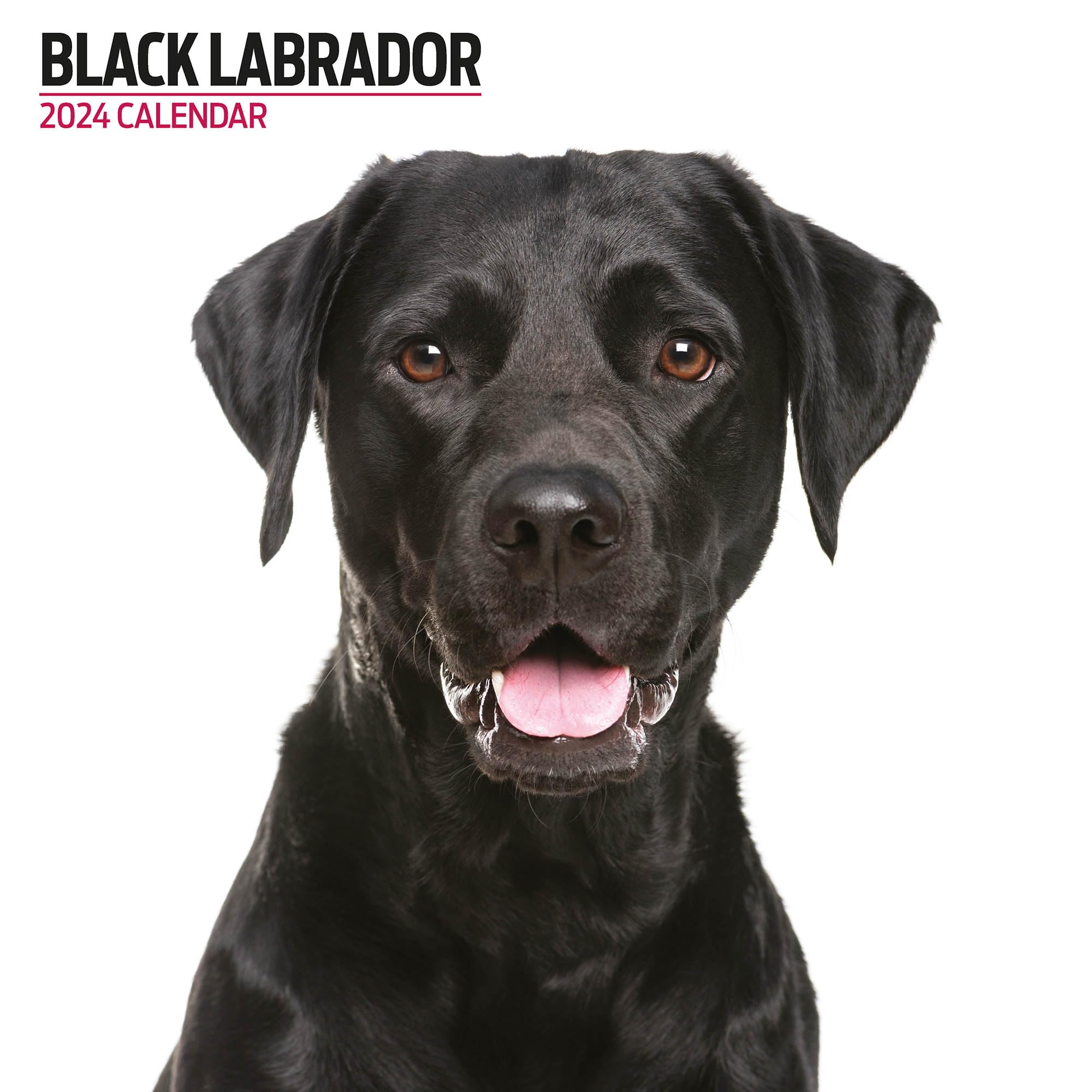 Labrador Black Modern 2024 Calendar