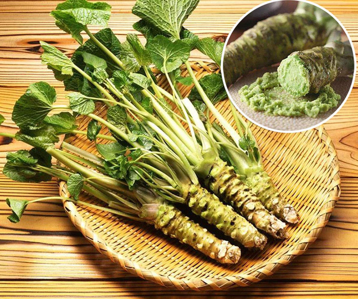 Wasabi Seeds 8g Organic Eutrema Japonicum Plant Mustard Premium Fresh Herb Vegetables Armoracia rusticana Seasoning Plants Seeds for Planting Garden Yard Outdoor