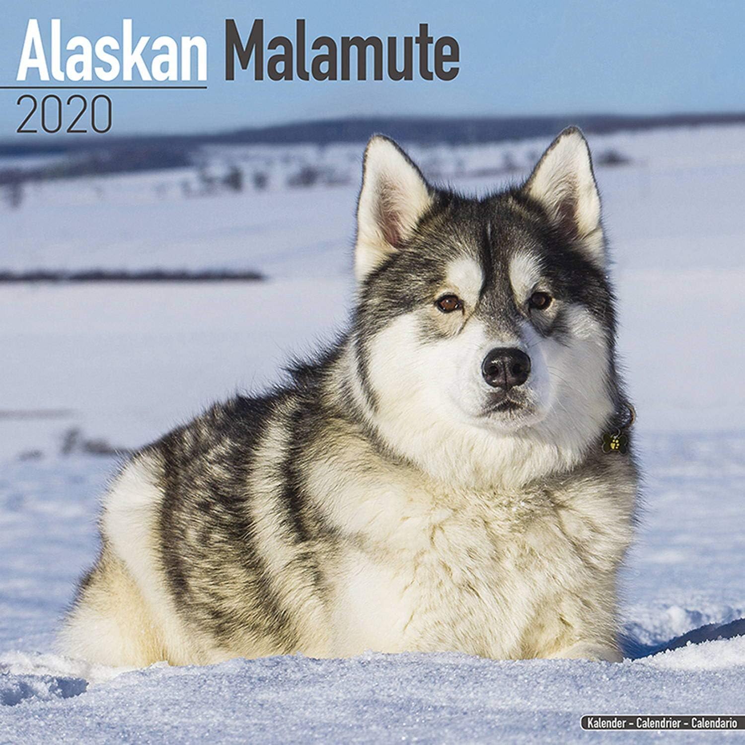 Amazon Com Alaskan Malamute Calendar 2020 Dog Breed Calendar