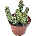 Live Succulent 4" Crassula Baby Necklace, Succulents Plants Live, Succulent Plants Fully Rooted, Hanging House Plant for Home Office Decoration, DIY Projects, Party Favor Gift by The Succulent Cult