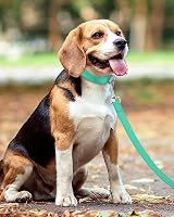 Taglory Dog Lead Reflective Nylon 2 cm x 180 cm Turquoise view 6