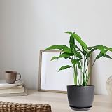 PROFIKLA Plastic Plant Pots Set 20cm 18cm 16cm with Drainage Holes Saucers view 5