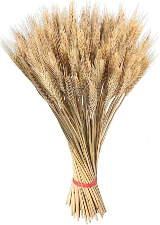 Yunt Gerbes De Ble Sechees Bouquet De Ble Naturel Bouquet De Tige Ble Seche Epi De Ble Seche Mariee Et Le Marie Tenant Des Fleurs Bricolage Amazon Fr Cuisine Maison