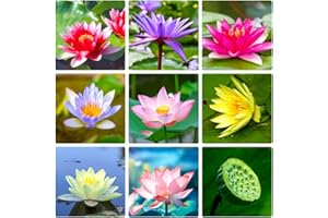 GMBTHO Lotus Seeds for Planting in Water 35 PCS Bowl Lotus Seeds Water Plants Pond Plants for Courtyard, Hotel, Goldfish Pond