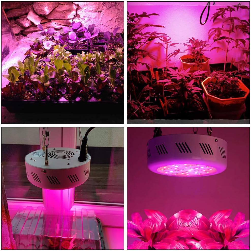 lampe a uv plante