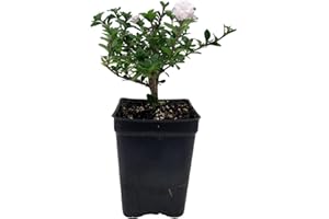 HIRT'S GARDENS Double White Serissa Tree - 2.5" Pot - House Plant/Fairy Garden Plant/Bonsai