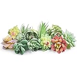 HappyHapi 12 Pcs Artificial Succulents Mini Fake Plants Unpotted Faux Succulent for Craft, Small Plastic Succulents Assortmen