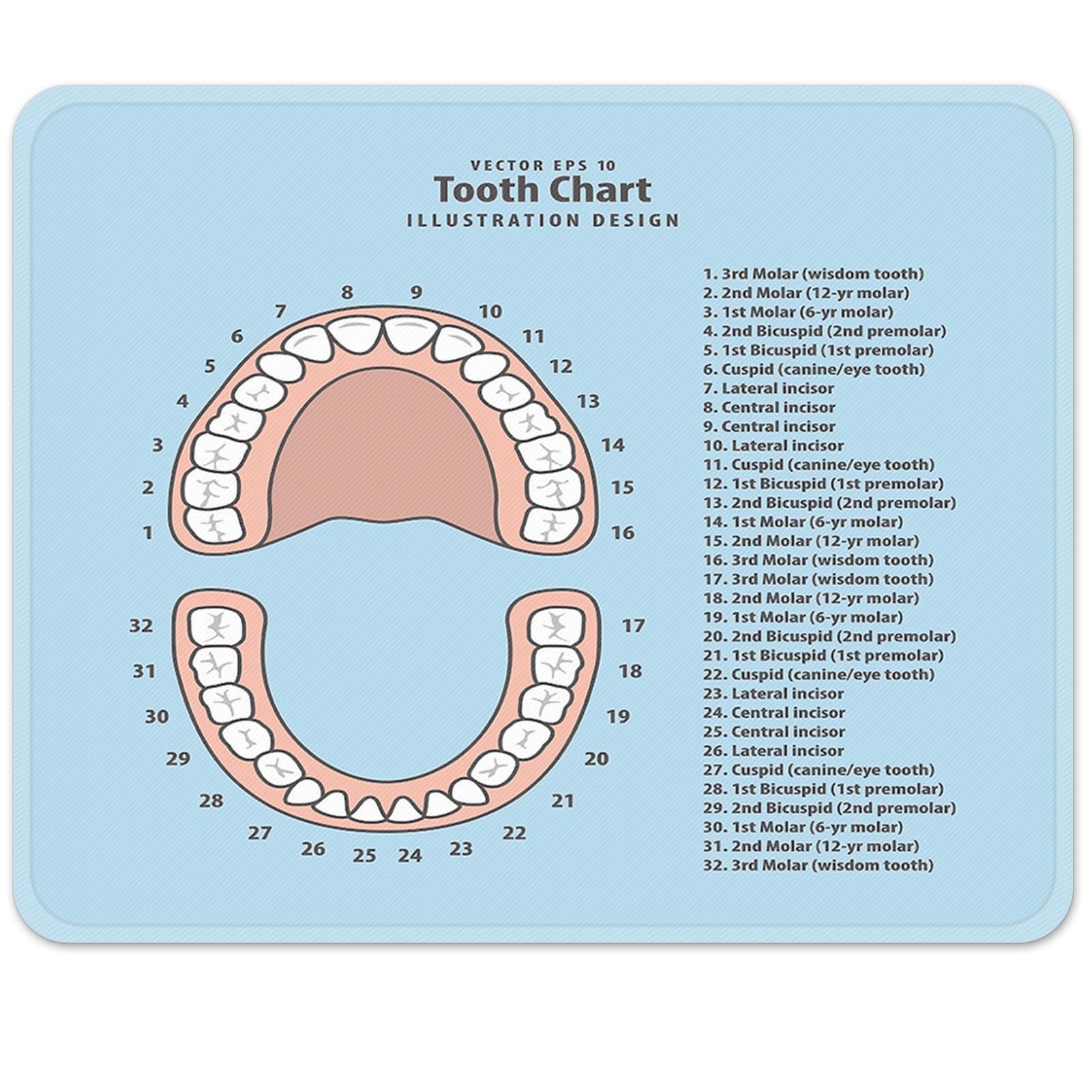 Photo 1 of Emvency Mouse Pads Pink Education Tooth Chart Number Infographic Blue Dental Human Anatomy Mousepad 9.5" x 7.9" for Laptop, Desktop Computers Accessories Mini Office Supplies Mouse Mats