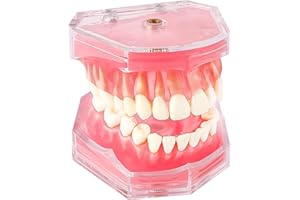 CEONAM Standard Study Teaching Dental Model with All Removable Teeth - Soft Silicone Gel Gum and Bendable Teeth Typodonts for Students and Professionals - Ideal for Dental Education and Demonstrations