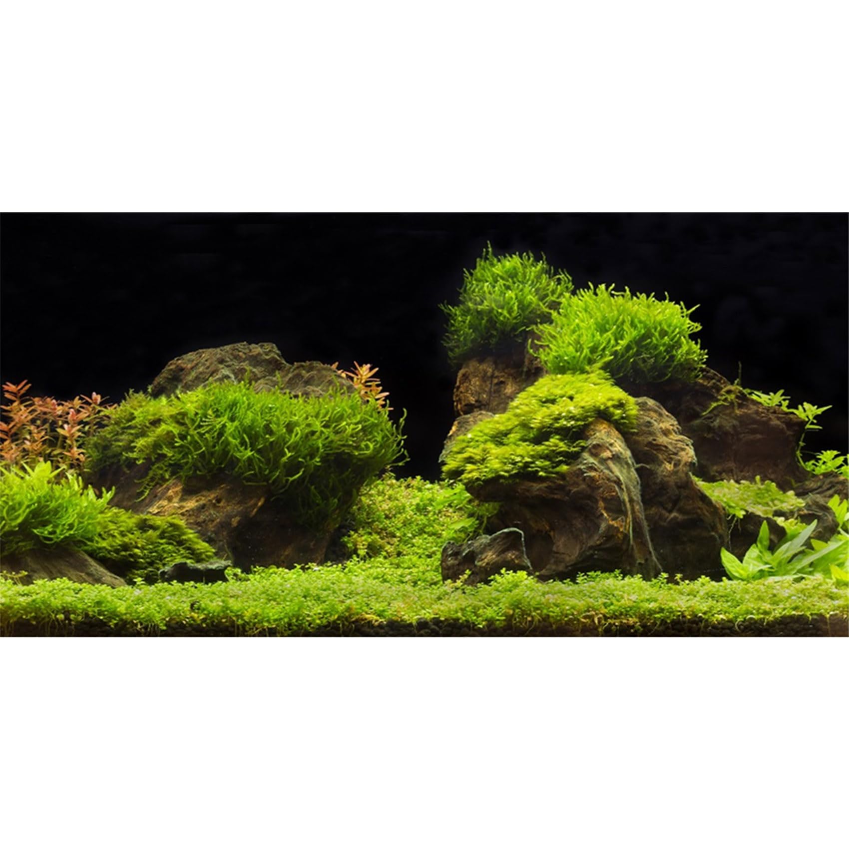 MIRRORANG 120x50cm Aquarium Background Water Grass Fish Tank Background Decoration Aquatic Plant Fish Tank Background
