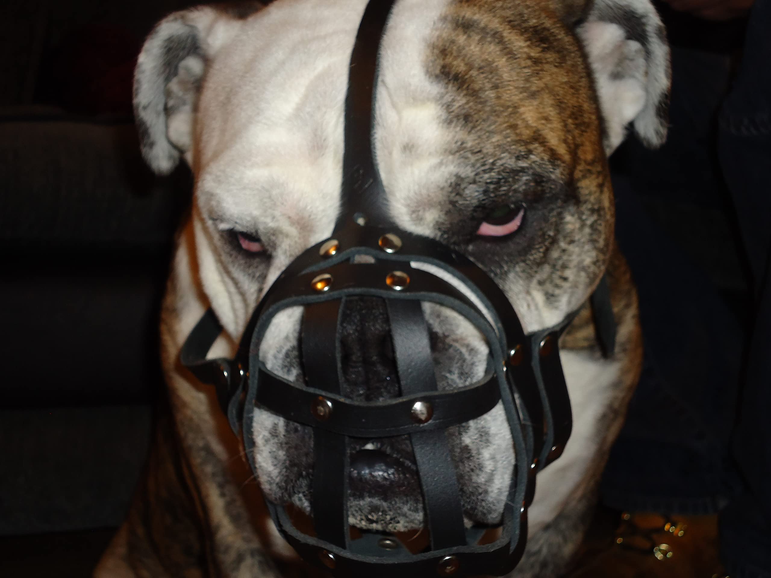 L&J Pets Uk Light leather Dog Muzzle for English Bulldog and Other dogs with short snout