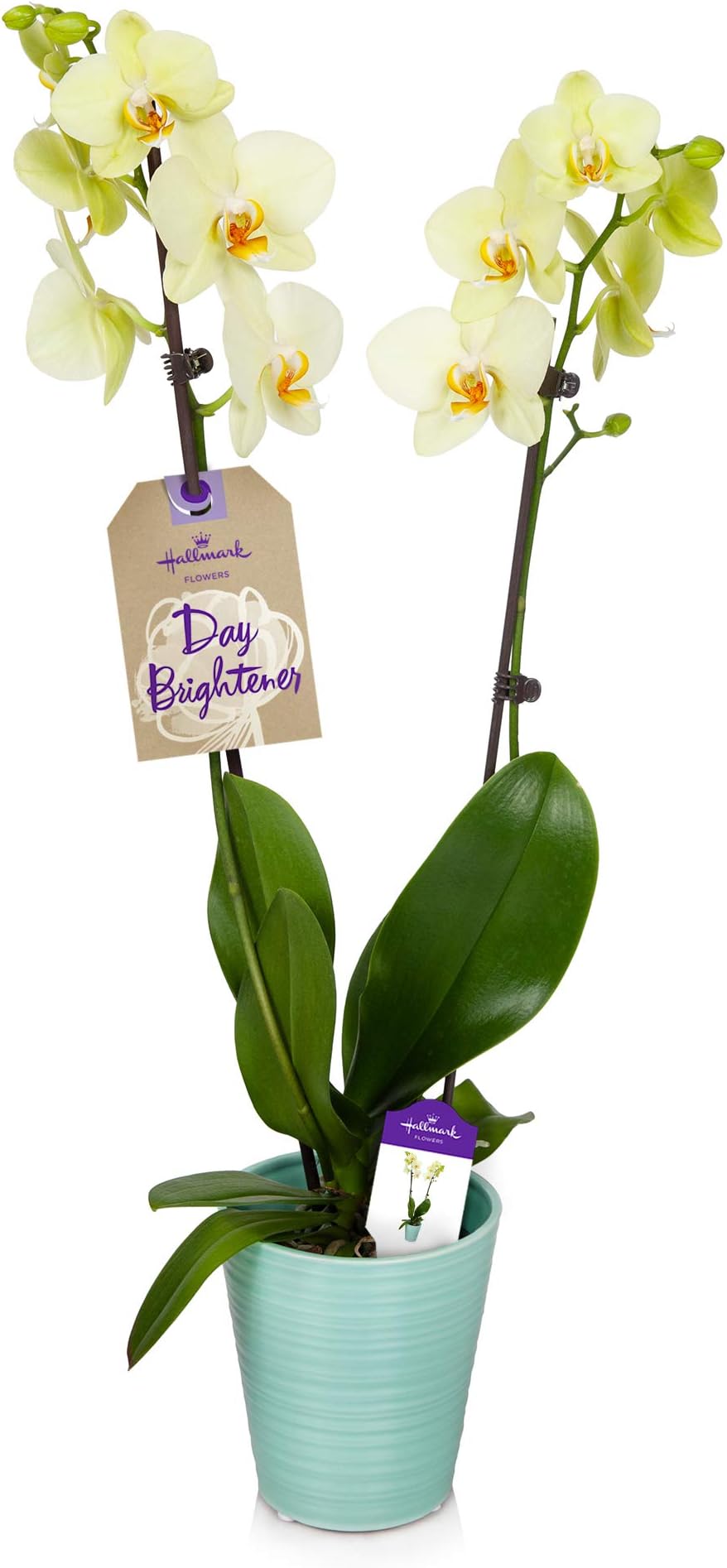 Hallmark Flowers Live Plant, Teal Ceramic Container, Orchid Color: Yellow
