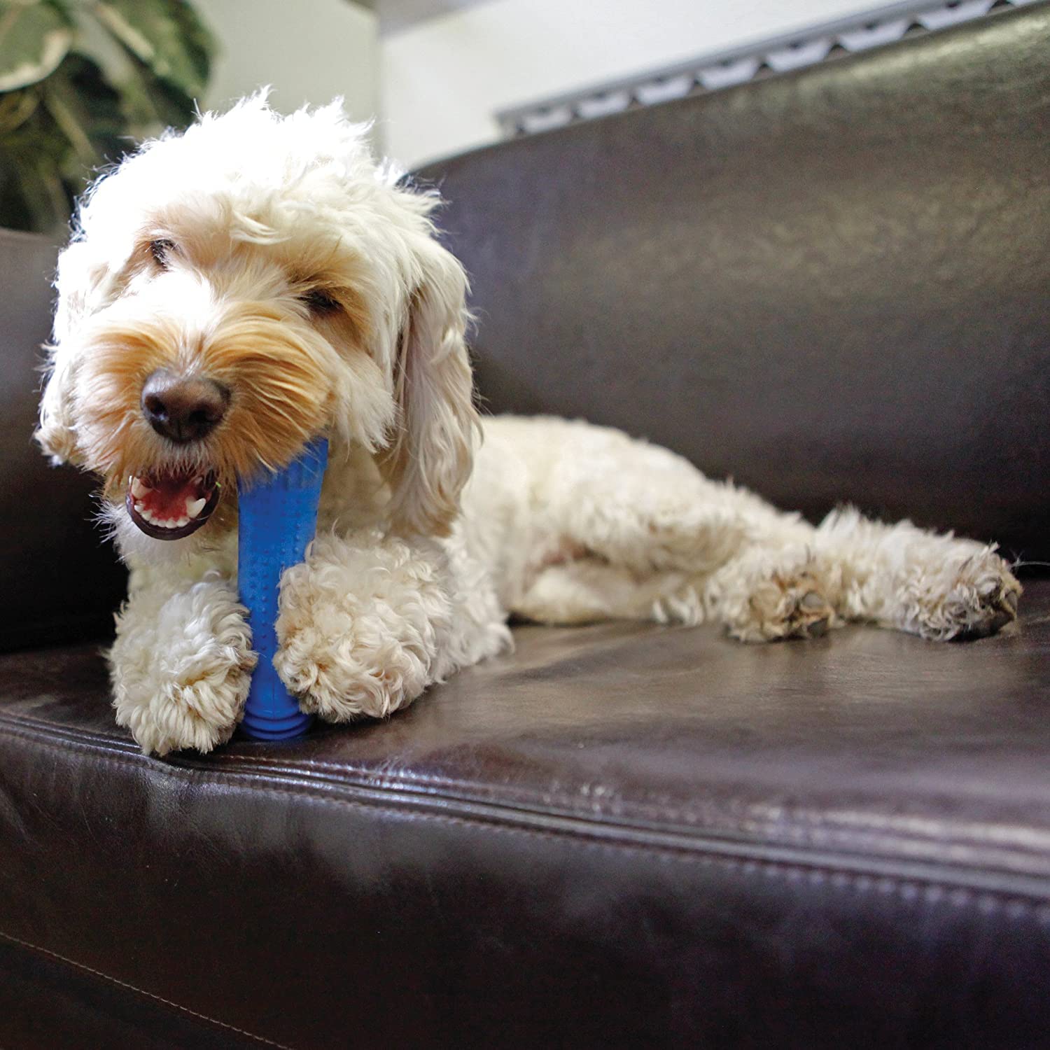 ACE CHILLAX SOOTHING DOG COOL BONE 7''