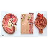Kidney Section, Nephrons, Blood Vessels and Renal