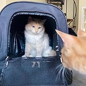 all in one cat carrier