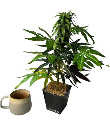 DecoBudz 人工大麻 Amazon.com: DecoBudz Artificial Cannabis Plant 2-Pack – Premium