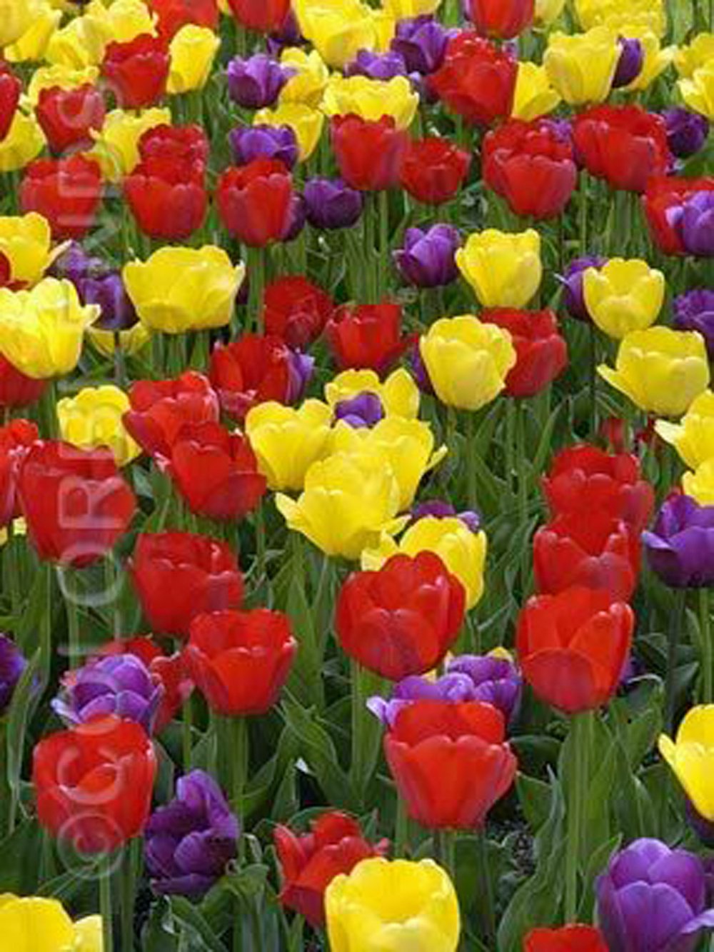 Tulip Bulbs Purdy 20 Bulb deep Purple Poppyred Golden Yellow Flowers