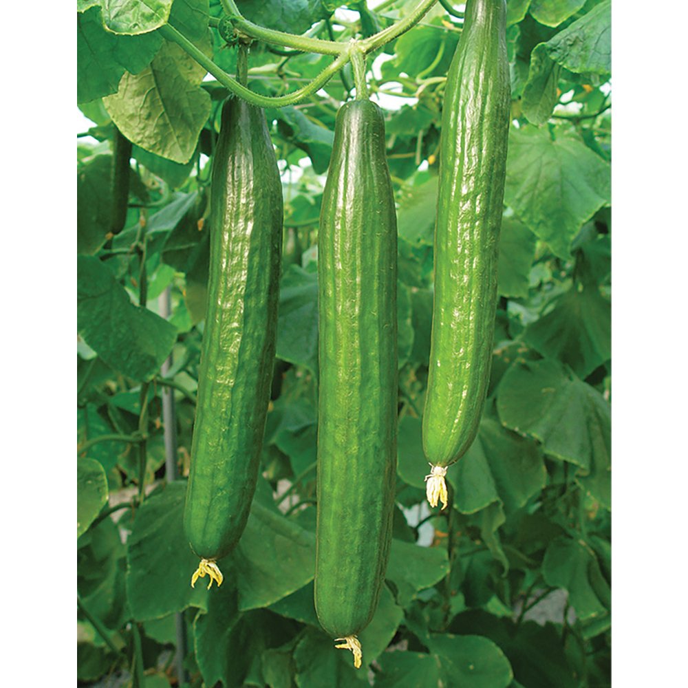 Cucumber Vegetable Seeds, Grow Your Own Crops for Garden, Allotment & Greenhouse Bella Variety Approx 4 Seeds 1 x Finished Packet by Thompson & Morgan