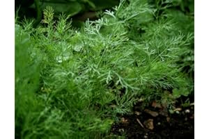 OHIO HEIRLOOM SEEDS Ohio Heirloom Bouquet Dill Herb Seeds, 1,300+ Non-GMO Seeds for Easy Growth. Perfect for Pickling, Salads. Ideal for Outdoor, Indoor, and Hydroponic Planting in Home Vegetable Gardens