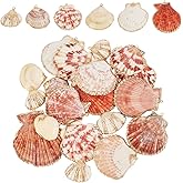 PH PandaHall 24pcs 6 Styles Natural Scallop Shell Pendants, Electroplated Shell Charms Beach Seashells Charms Summer Sea Shells Pendant with Hole for Summer Jewelry Bracelet Jewelry Craft Halloween