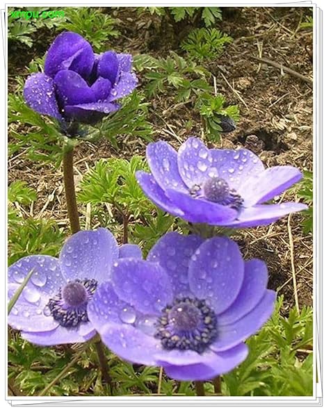 Amazon アネモネ球根 花のような珍しい花の色エキゾチックな花強い根の成長多年生の奇妙な花 25球根 ハンドスコップ ハンドシャベル