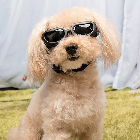 sunglasses on dogs