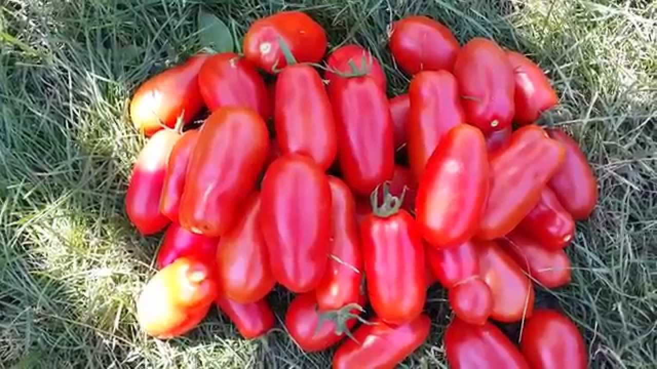 Томат Сан Марцано Характеристика Отзывы Фото