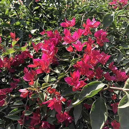 Aiden Gardens Bougainvillea Flower Plant Red Orchid Red Color Paper Flower 1 Healthy live plant