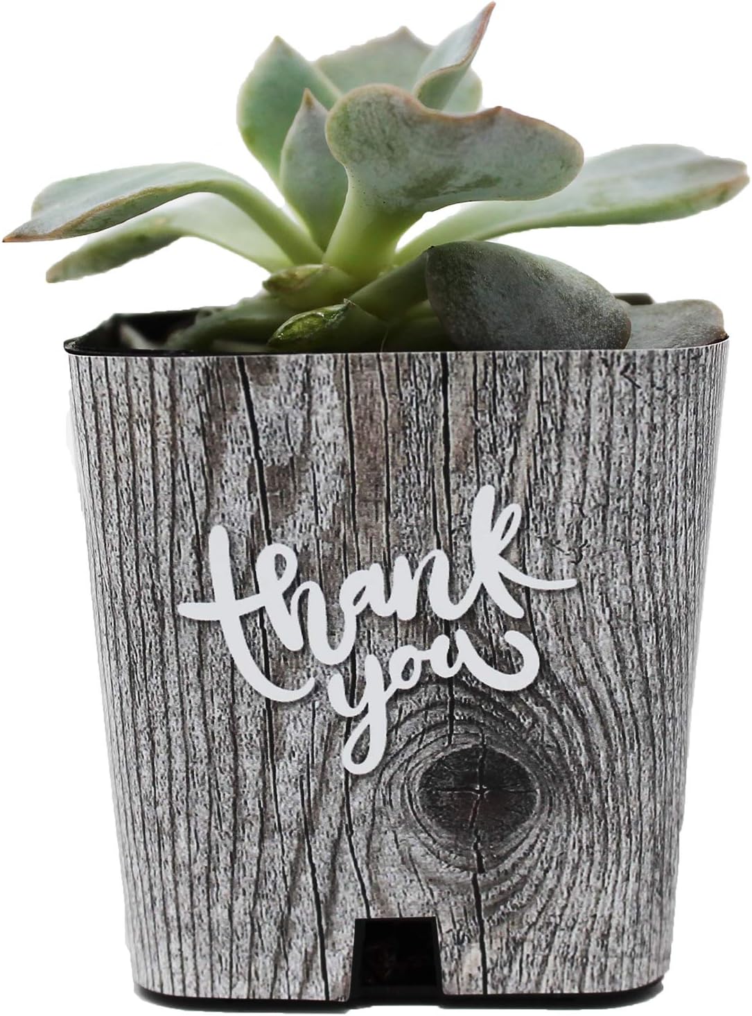 baby shower succulent favors