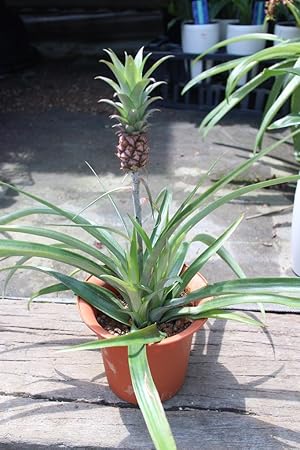 綺麗なパイナップル 観賞 用 すべての美しい花の画像