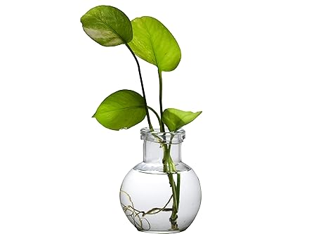 Mithila Money Plant Jar Glass Vase