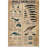 Whale Knowledge Metal Tin Sign Types Of Whales Funny Science Posters School Education Sea Fishing Living Room Bathroom Kitchen Home Art Wall Decoration Plaque