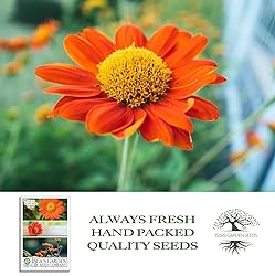Mexican Sunflower Seeds