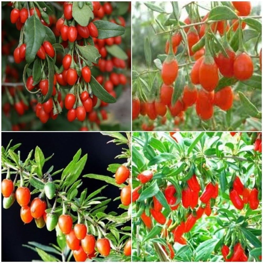 Ians seeds Goji berry seeds