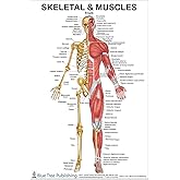 Blue Tree Publishing Skeletal Muscles Front View Poster 24x36inch, for Physical Fitness, Working Out, Muscular System Anatomical Chart