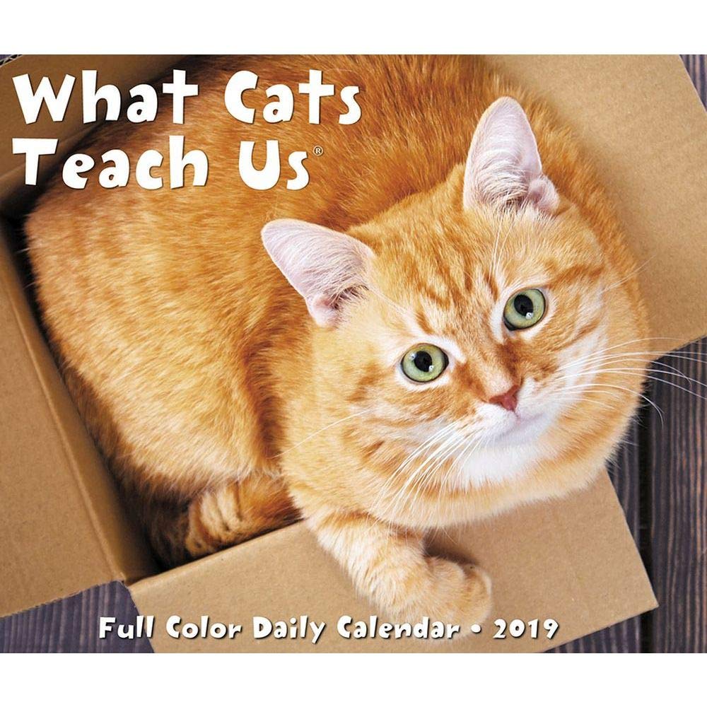 What Cats Teach Us 2019 Box Calendar