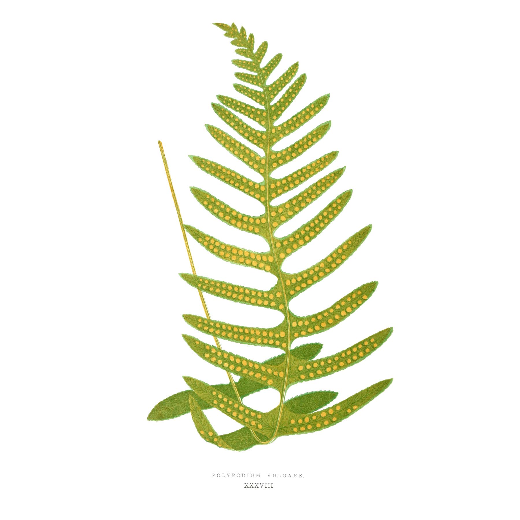 Fern Polypodium Vulgare Large Wall Art Print Canvas Premium Poster