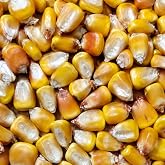 Whole Corn 2LBS Organic Grown Open Pollinated Non-GMO | Farm to Home - Great for sprouting Nutrient Dense - Heirloom - plant based inputs