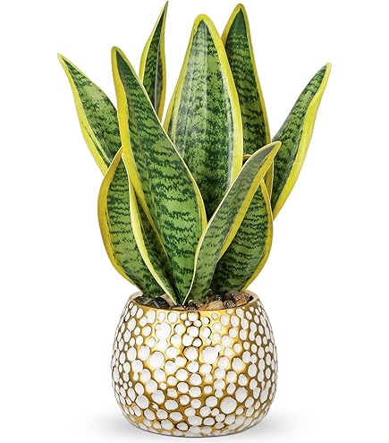 spider plant potted Spider Plant Hawaiian